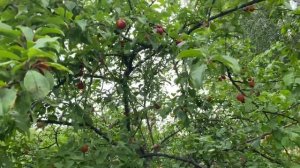 Слива Алтайская Юбилейная