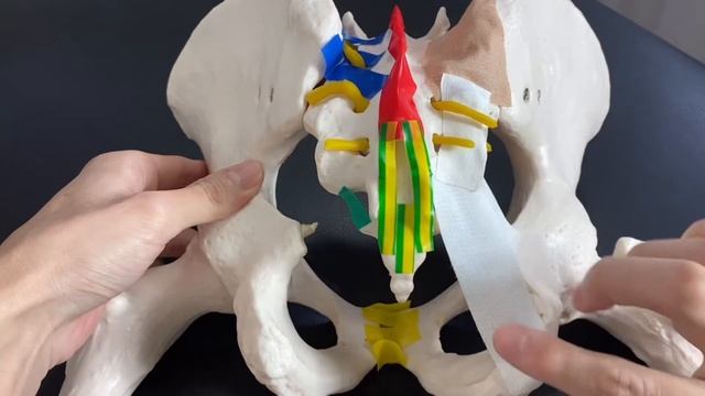 Anatomy of ligaments on pelvis (English) смотреть онлайн