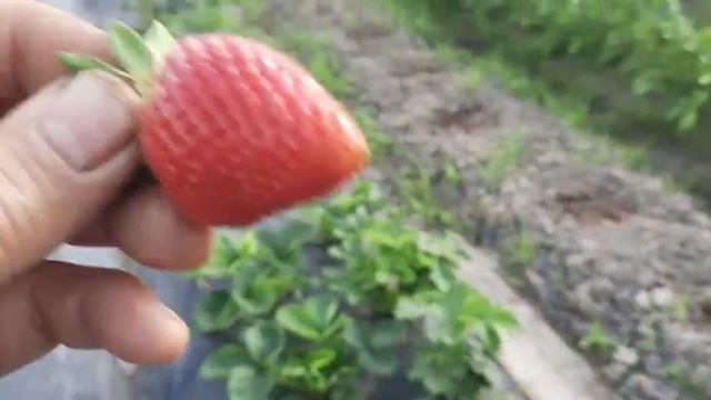 Мальга на 27 06 2021г