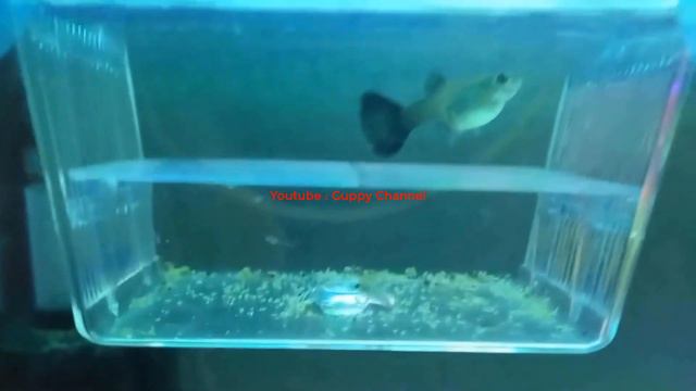 7 Most Common Problems with Keeping Guppies смотреть онлайн