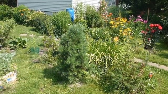 7 сосен на 6 сотках смотреть онлайн