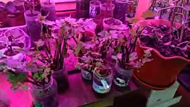 Виноград Подмосковья 14.05.2022. Результаты укоренения черенков винограда на воде. Сад Копейки. смотреть онлайн