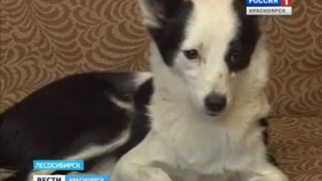 Стая бродячих собак напала на ребёнка смотреть онлайн