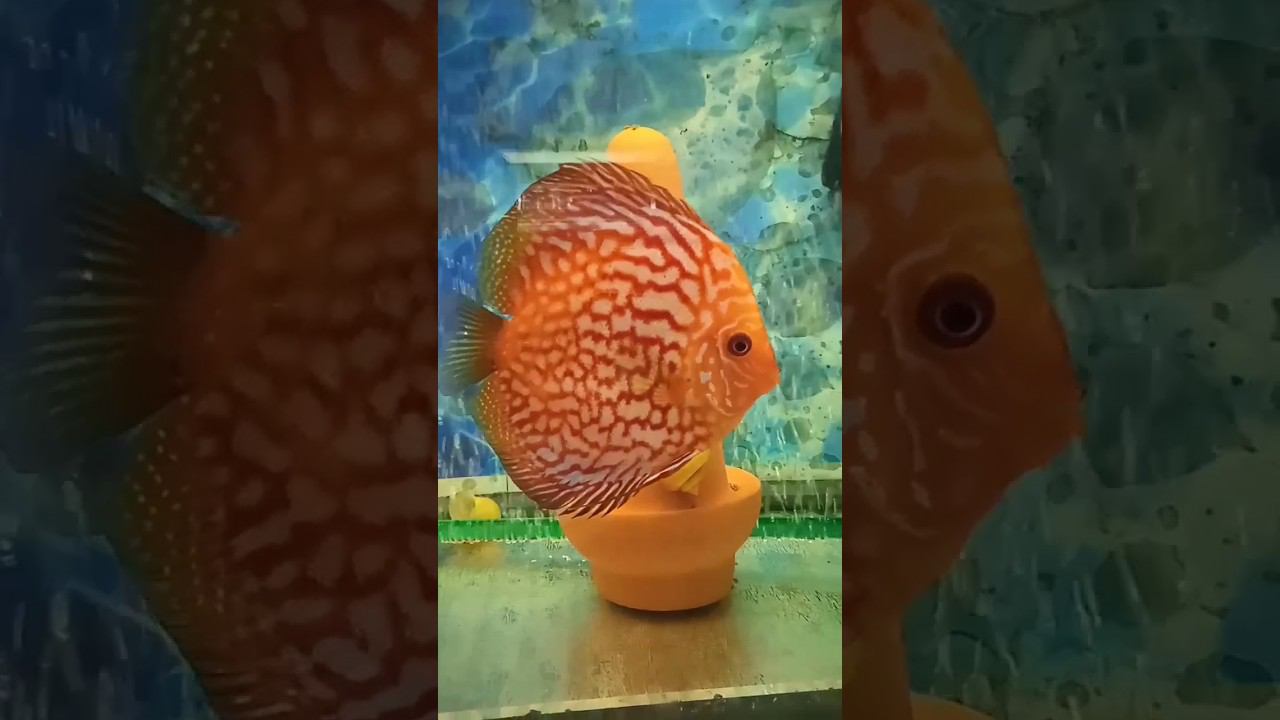 Маточник Дискусов растёт #aquarium #аквариум #аквариумныерыбки #shorts смотреть онлайн
