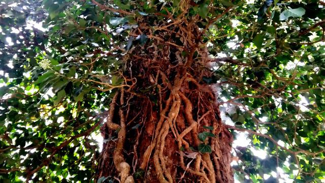 Senza Inizio nè Fine / Ambient Music, Experimental Music смотреть онлайн