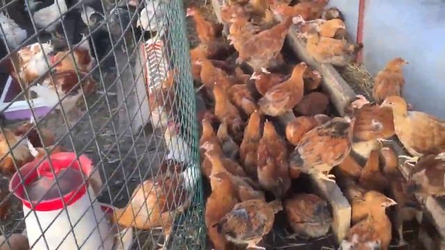 Молодки куры 31 Марта 2016г Уфа Шакша смотреть онлайн