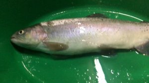 2023-03-01 Как отличить самку от самца ФОРЕЛЬ РАДУЖНАЯ.