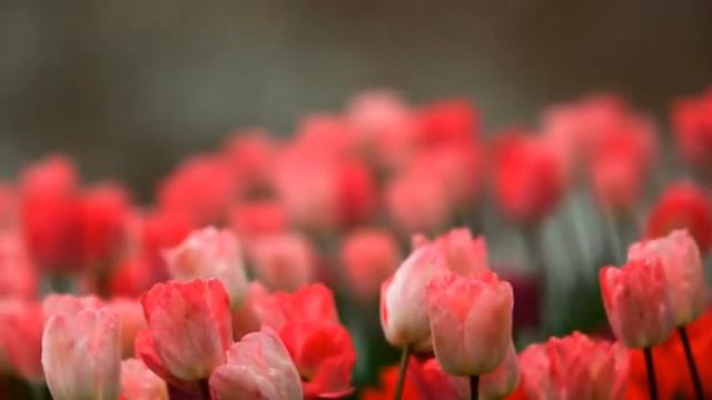 поздравление с Юбилеем Новохатской Зое от Кривошлыковой Зои смотреть онлайн