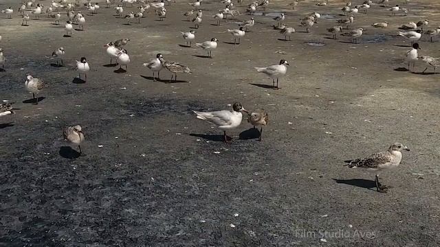 Болотный лунь против чаек на озере Маныч-Гудило | Film Studio Aves смотреть онлайн