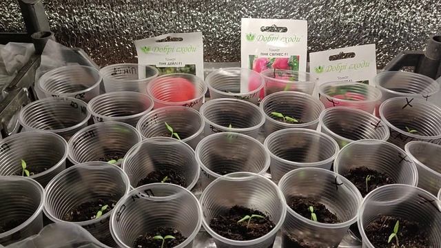 Делаем подсветку для рассады смотреть онлайн