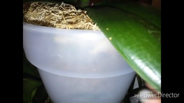 Орхидея из азии Сого Релекс в роспуске . И не большой обзор моей красоты смотреть онлайн