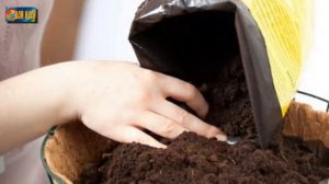 Нужен ли торф для рассады и чем его можно заменить?