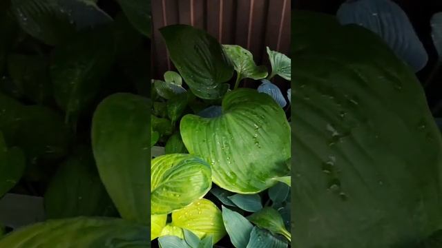 Скидка Распродажа Хосты растения Воронеж #купитьхосту #ландшафтныйдизайн #распродажарастений смотреть онлайн