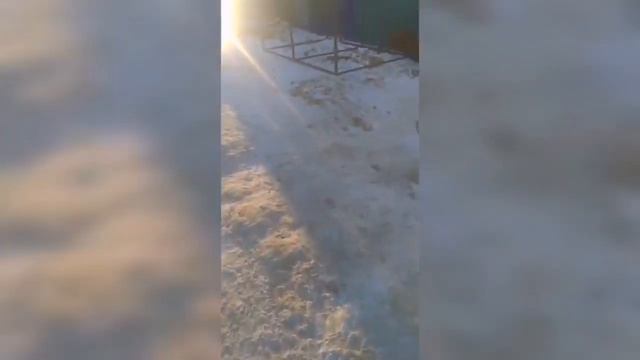 Теплые вольеры для собак строят в благовещенском приюте для животных смотреть онлайн