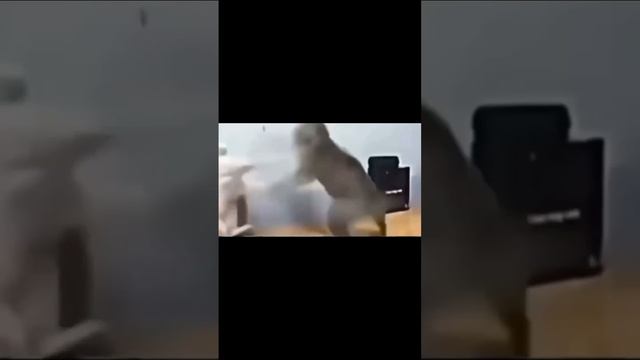 Котики макарено смотреть онлайн