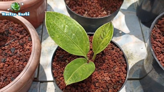 J4CKPOT NIH..!! HIBRID JEMANI MANGKOK | REVIEW ANTHURIUM JEMANI смотреть онлайн