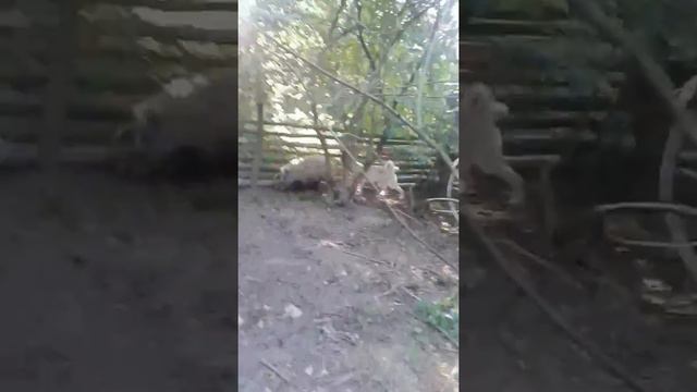 Притравка по кабану смотреть онлайн