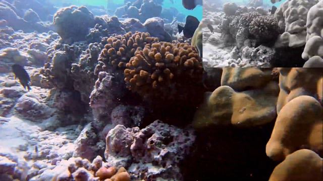 GOPRO 6 underwater suite apnée diving coco palm DEC.2017 MALDIVES смотреть онлайн