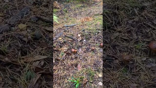 Грибной кайф. Успешный сбор обалденных боровиков, белых и суперполяна польских в количестве 21 штук смотреть онлайн