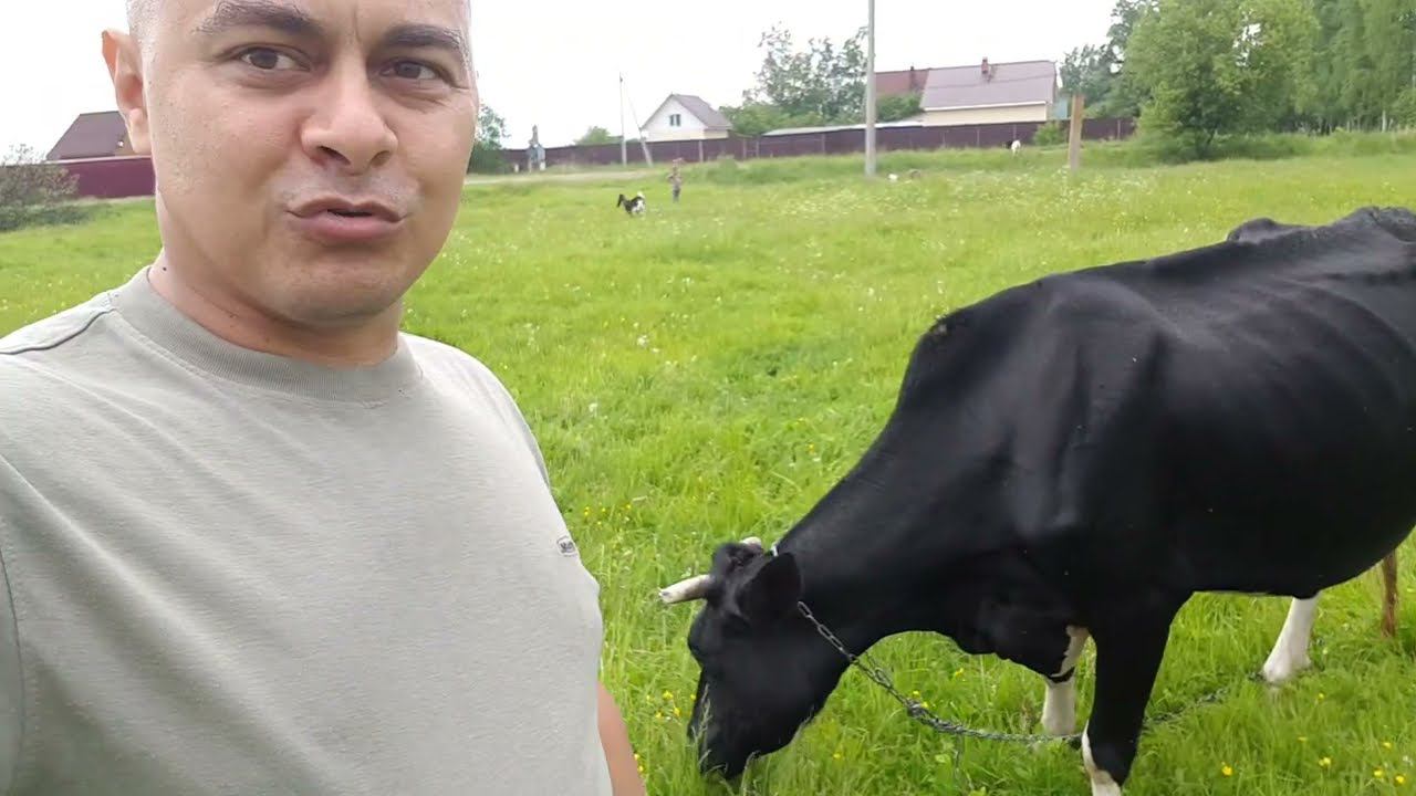 КОРОВА ЛИШИЛАСЬ ХВОСТА КОЗЫ КОНИ ТРАКЕНЫ смотреть онлайн