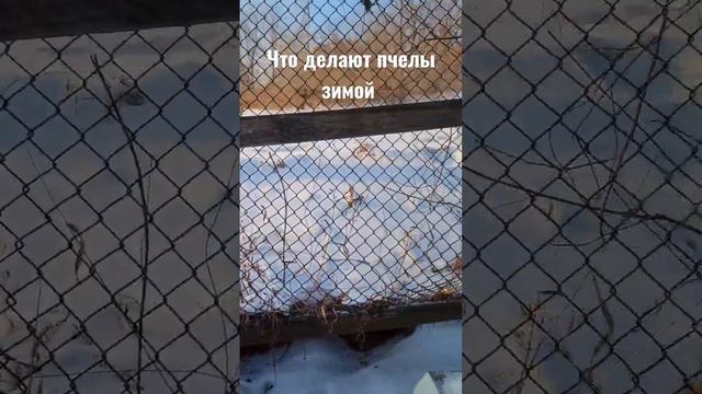 многие думают что пчелы зимой спят. Нет они сидят в своём домике, пьют чай с мёдом и ждут лета смотреть онлайн