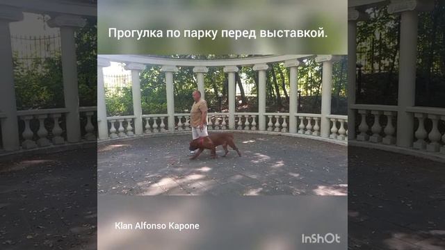 Выставка собак "Speciality" г.Москва. DOGUE DE BORDEAUX. смотреть онлайн