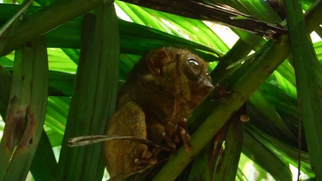 Tarsier Bohol Philippines - Такие милые тарсиеры ^_^
