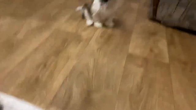 Ши-тцу щенки гавкают смотреть онлайн