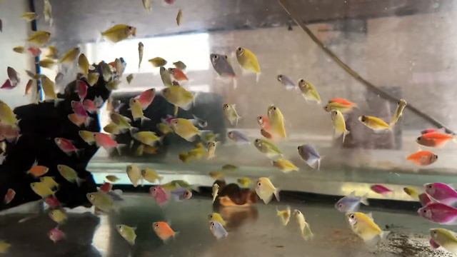 Стая тернеция ГЛО смотреть онлайн