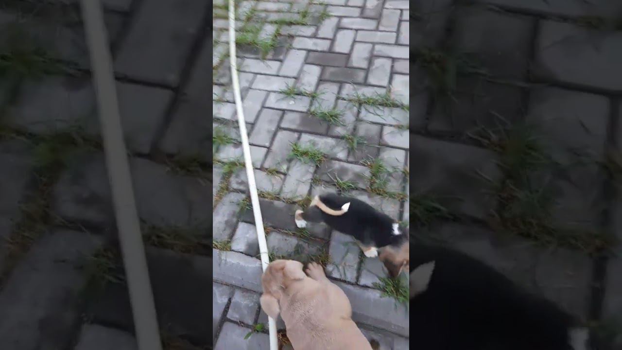 щенки американского булли и бигли. 8-927-277-24-37 питомник Стелла Фиделис #puppy, #собаки, #щенок, смотреть онлайн