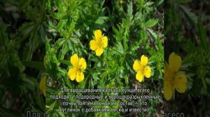 Трава калган: описание, свойства и применение