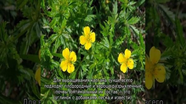 Трава калган: описание, свойства и применение