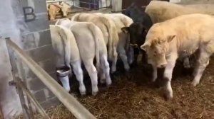 Продажа породы Шароле и Абердин Ангус телята бычки и телки оптом живым весом. Продажа бычков КРС