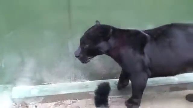 Красивые Ягуары смотреть онлайн
