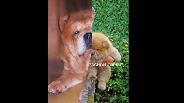 питомник Чау чау "ПРИМ С КРАСНОЙ ГОРКИ" смотреть онлайн