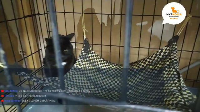 Трансляция из приюта "Муркоша" - комната 13 (19.09.2019) смотреть онлайн