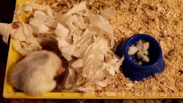 ХОМЯЧКИ СОВСЕМ ОДИЧАЛИ? КРЫСЯТАМ 5 ДНЕЙ ОТ РОДУ смотреть онлайн