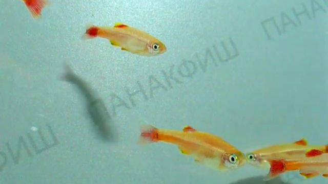 Кардинал золотой Thanichtis albonubes "Gold" смотреть онлайн