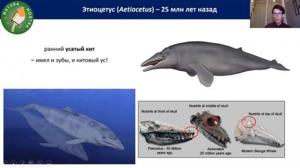 Разнообразные китообразные: от эоцена до наших дней