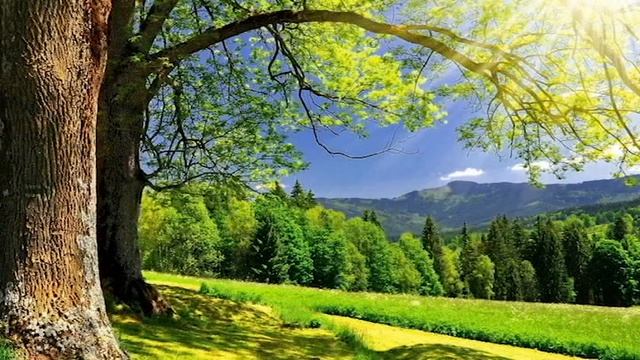 Медитация "Энергия Земли" смотреть онлайн