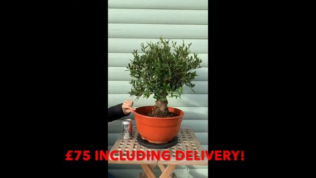 Bonsai 2 Style Olea Europaea Olive Tree Sutton Manor Nursery смотреть онлайн