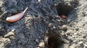 ЛУК-ШАЛОТ //ПОСАДКА //#4#