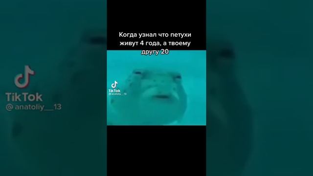 ?Когда узнал, что петухи живут.... ? смотреть онлайн