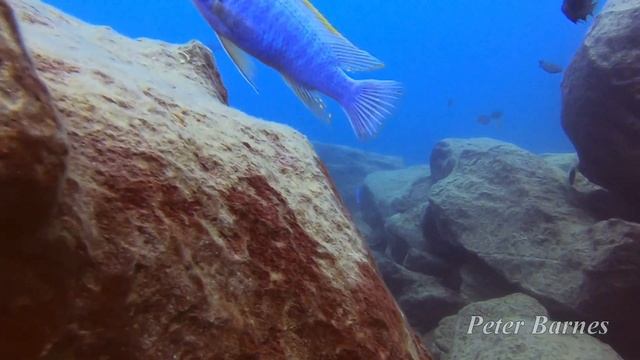 Labeotropheus trewavasae at Chinyamwezi Island смотреть онлайн