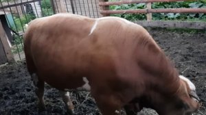 Рацион кормления бычка. Как я кормлю бычка.