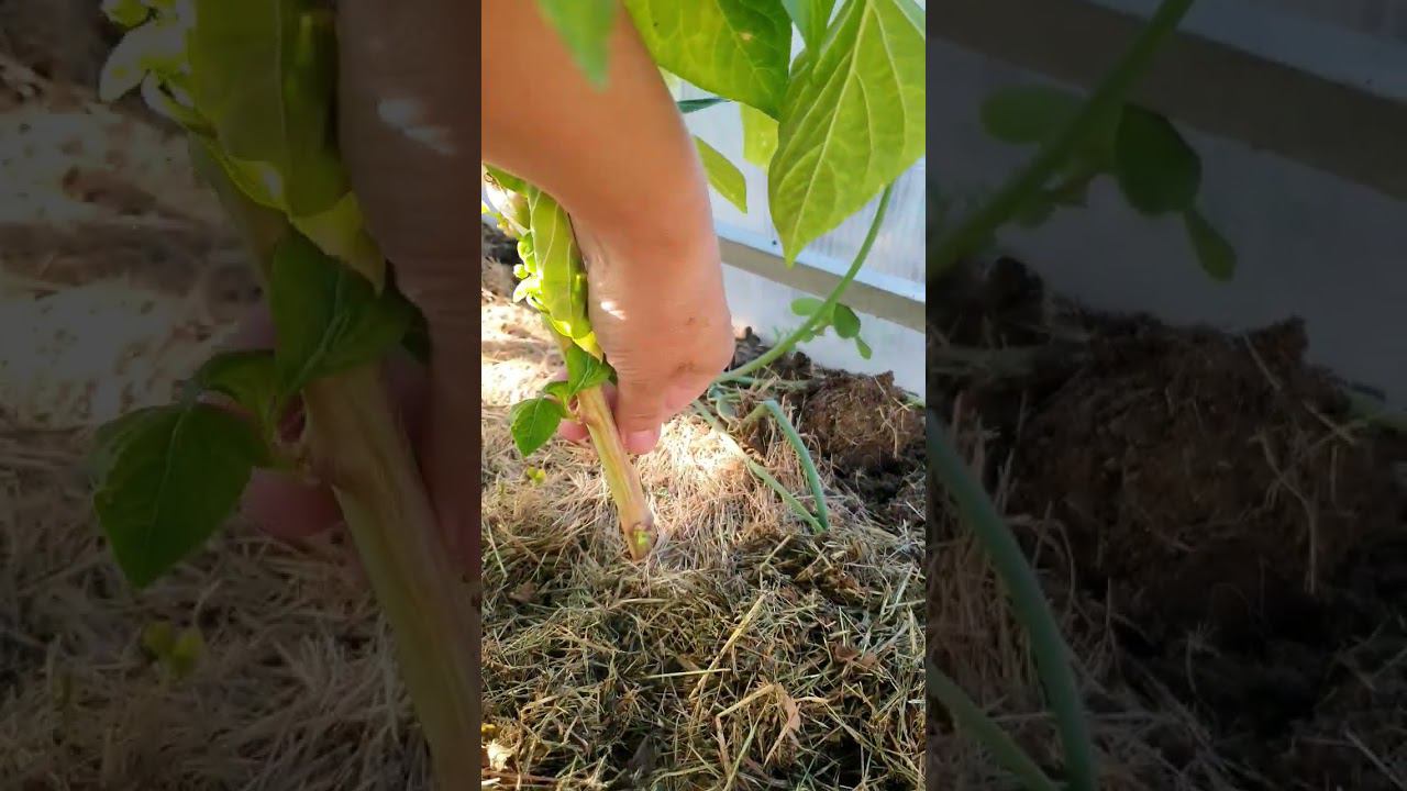 Выращиваем вместе богатый урожай перца смотреть онлайн