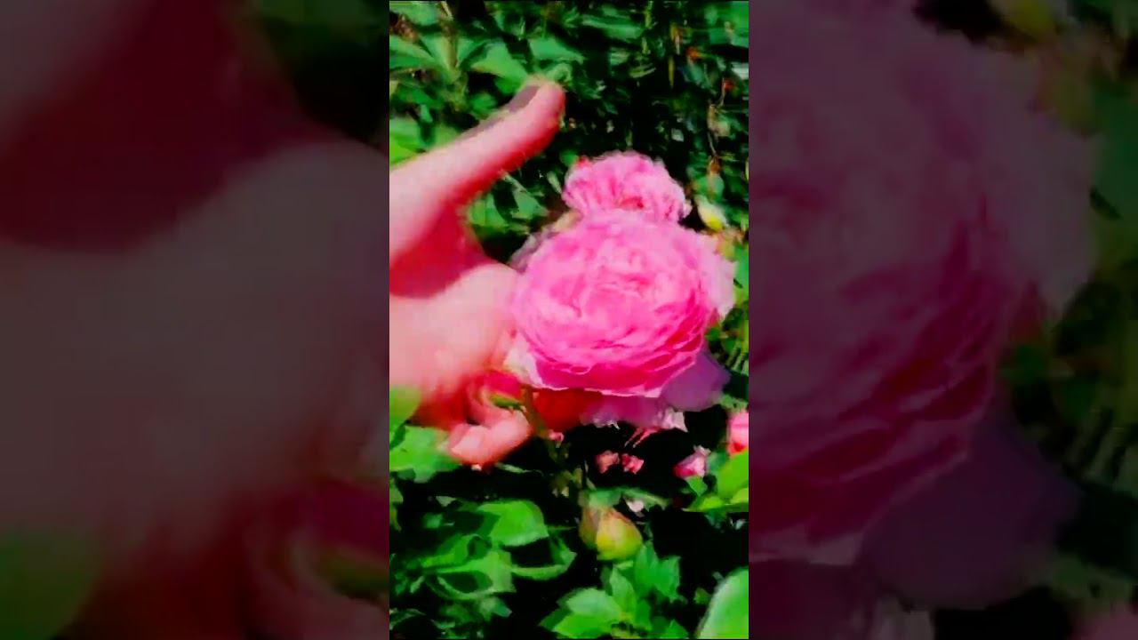 Роза Принцесса Александра Кентская Rosa Princess Alexandra of Kent смотреть онлайн