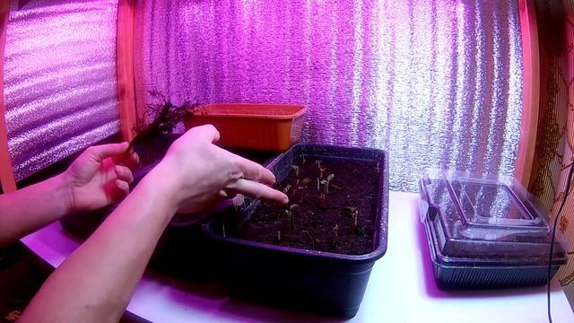 Такой способ размножения ежевики корневыми черенками даёт 100% результат смотреть онлайн
