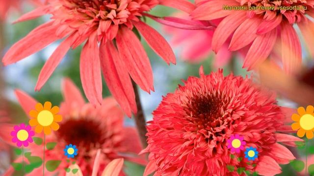 Эхинацея пурпурная Распберри Труффле. Краткий обзор, описание echinacea purpurea Raspberry Truffle смотреть онлайн