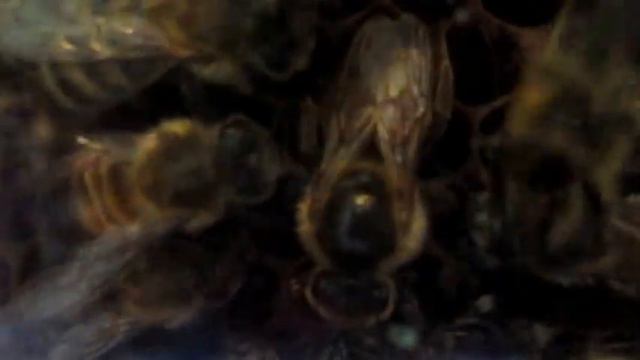 Наблюдательный улей в помещении смотреть онлайн